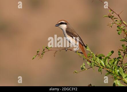 Shrike Turkestan (Lanius phoenicuroides) mâle perché sur le Bush de la province d'Almaty, Kazakhstan Juin Banque D'Images