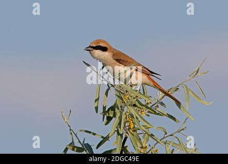 Shrike Turkestan (Lanius phoenicuroides) mâle perché sur le Bush de la province d'Almaty, Kazakhstan Juin Banque D'Images