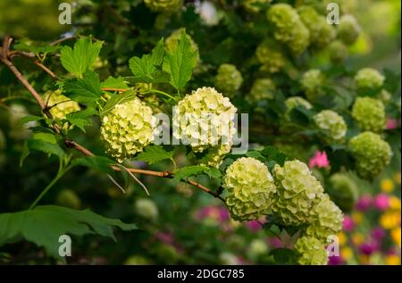 Branche d'un arbre d'hortensia blanc ensemble de petits pains de fleurs pétales vert pâle Banque D'Images