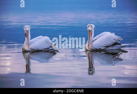 Deux pélicans dalmates sur le lac Kerkini , Grèce Banque D'Images