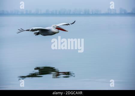 Un pélican dalmate en vol , lac de Kerkini , Grèce. Banque D'Images