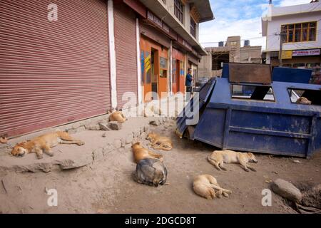 Pack de chiens urbains dormant dans une rue Leh au milieu de la journée. Leh, Ladakh, Jammu-et-Cachemire, Inde Banque D'Images