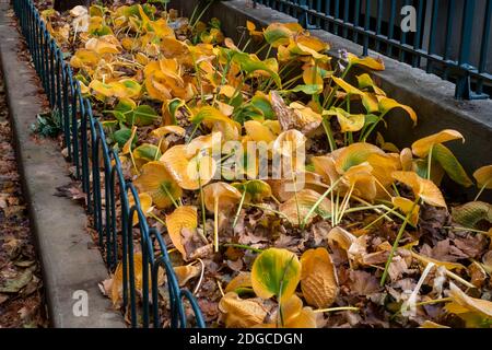 Le feuillage mourant dans le quartier de Chelsea, à New York, le jour de Thanksgiving, le jeudi 26 novembre 2020. (© Richard B. Levine) Banque D'Images