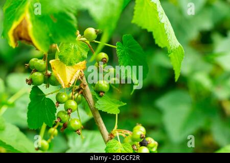 Baies de cassis vertes et non mûres beaucoup de fruits sur le fond des feuilles de la buisson Banque D'Images