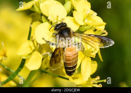 Barpeta, Assam, Inde. 8 décembre 2020. Abeille collectant le nectar et le pollen des fleurs de moutarde. Crédit : David Talukdar/ZUMA Wire/Alay Live News Banque D'Images