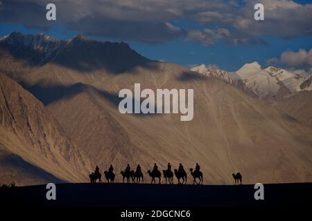 L'équitation de chameaux sur les dunes de sable dans la vallée de Nubra est une activité populaire pour les touristes indiens et étrangers. Ladakh, Jammu-et-Cachemire, Inde Banque D'Images