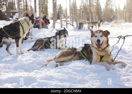 Promenade en traîneau Husky dans les paysages forestiers de Laponie, Finlande Banque D'Images