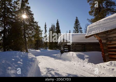 Rennes dans la forêt de Snowy en Laponie, Finlande Banque D'Images