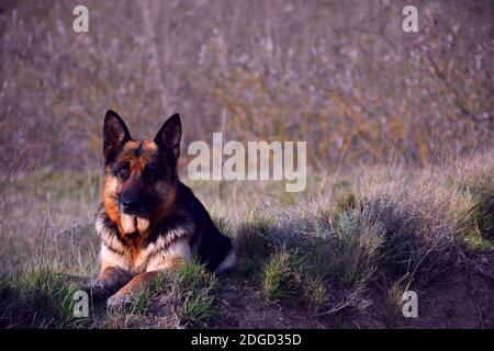 Berger allemand couché sur le terrain au coucher du soleil. Banque D'Images