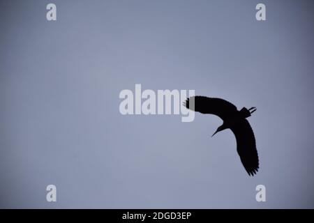 Silhouette de héron gris dans le ciel au coucher du soleil. Banque D'Images