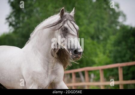 cheval andalou en mouvement Banque D'Images