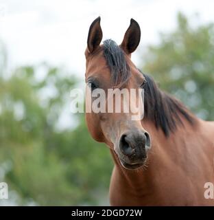 Cheval Arabe Banque D'Images