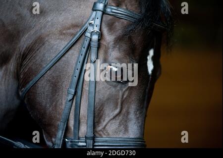 cheval closeup Banque D'Images