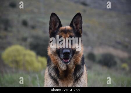 Portrait de Berger allemand (alsacien) avec fond de montagne flou. Banque D'Images