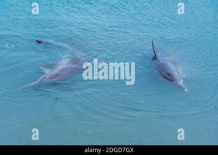 Dolphin lors d'un spectacle d'alimentation au complexe Monkey Mia à Australie Banque D'Images