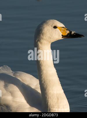 Bewick's Swan, Slimbridge, Gloucestershire, Angleterre, Royaume-Uni. Le plus petit cygne du Royaume-Uni. Banque D'Images