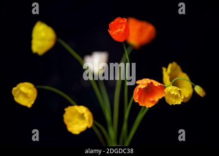 Têtes de fleurs de pavot de jardin orange et jaune Banque D'Images