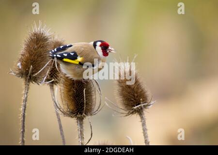 Goldfinch, Stieglitz (Carduelis carduelis), Distelfink sur un ceci Banque D'Images