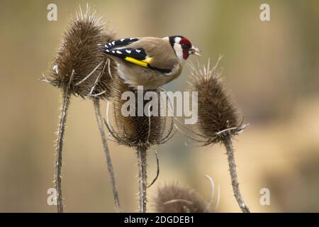 Stieglitz, Chardonneret élégant (Carduelis carduelis), Distelfink sur un chardon Banque D'Images