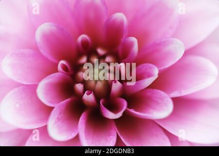 Dahlia Fleurs dans des couleurs différentes Banque D'Images