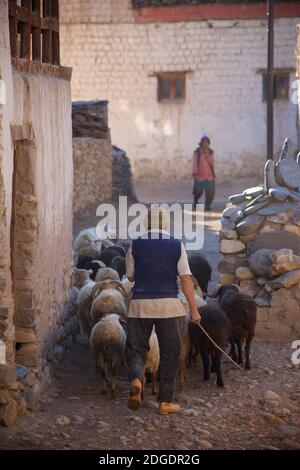 Élevage de moutons à travers le village de Pibiting près de Padum en début de matinée, juillet. Vallée du Zanskar, Ladakh, Jammu-et-Cachemire, nord de l'Inde Banque D'Images