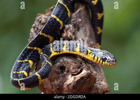 dendrophia de la couleuvre de la boïga en mode défensif, le serpent de chat à anneaux d'or, Banque D'Images