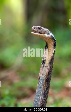 Les visages du cobra roi (Ophiophage hannah), serpent venimeux Banque D'Images