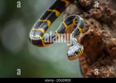 Le serpent de chat à anneau d'or en mode défensif ( Boïga dendrophila ) Banque D'Images
