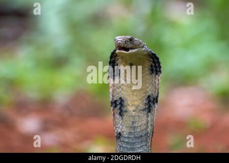 Les visages du cobra roi (Ophiophage hannah), serpent venimeux Banque D'Images