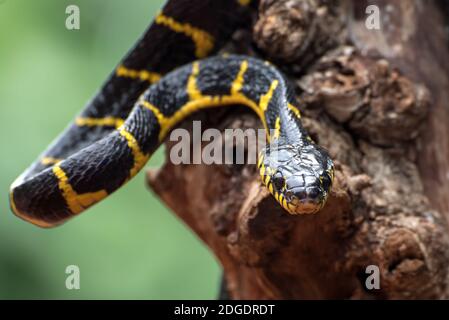 Le serpent de chat à anneaux d'or (boiga dendrophillia en mode défensif, Venom Banque D'Images