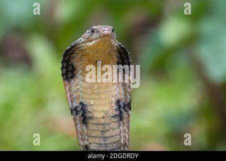 Les visages du cobra roi (Ophiophage hannah), serpent venimeux Banque D'Images