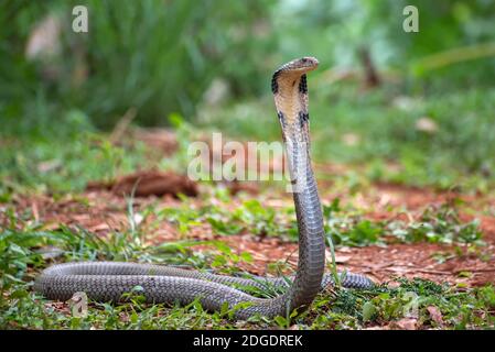 Les visages du cobra roi (Ophiophage hannah), serpent venimeux Banque D'Images