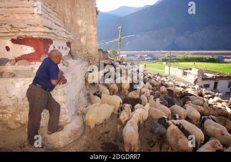 Élevage de moutons à travers le village de Pibiting près de Padum en début de matinée, juillet. Vallée du Zanskar, Ladakh, Jammu-et-Cachemire, nord de l'Inde Banque D'Images