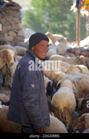 Élevage de moutons à travers le village de Pibiting près de Padum en début de matinée, juillet. Vallée du Zanskar, Ladakh, Jammu-et-Cachemire, nord de l'Inde Banque D'Images