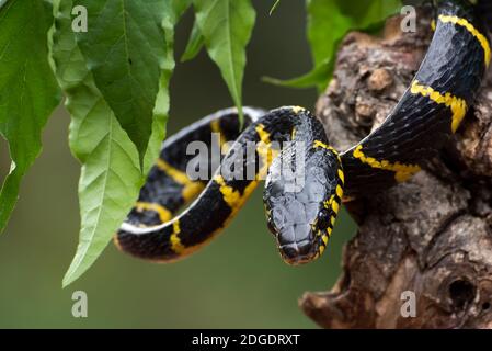 Le serpent de chat à anneaux d'or en mode défensif ( Boïga dendrophila ) Banque D'Images
