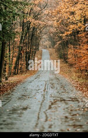 La route de campagne humide en automne a couvert les feuilles de la forêt nationale d'Allegheny PA Banque D'Images