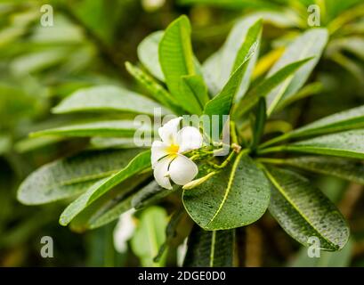 Fleur de plumeria blanche tropicale, plante nationale de Bali et du Laos, sur fond de lar vert Banque D'Images
