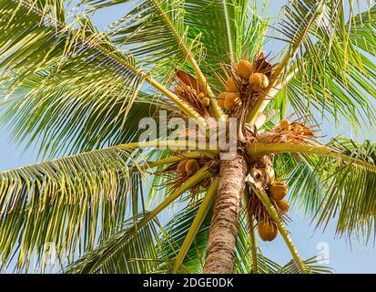 Grande noix de coco de palmier avec de longues branches de feuilles contre le ciel bleu Banque D'Images