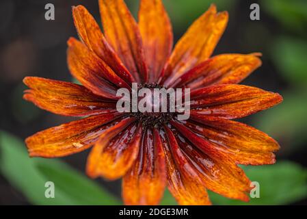 Rouge et jaune, Rudbeckia hirta fleurit dans la nature Banque D'Images