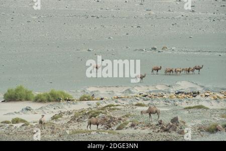 Chameaux sur les dunes de sable de Hunder, vallée de Nubra, Jammu & Cachemire, nord de l'Inde Banque D'Images