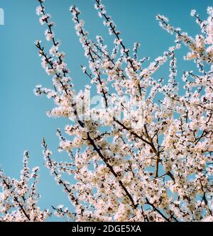 La branche d'une floraison abricot sur fond de ciel bleu. Banque D'Images