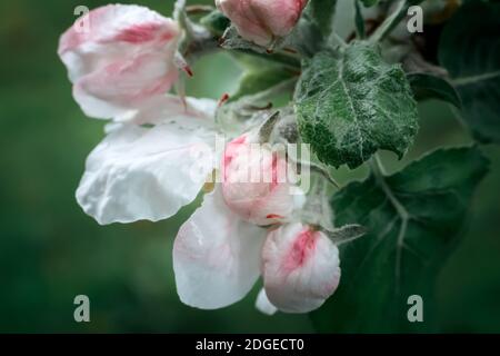 Les bourgeons de fleurs d'un pommier et les feuilles sur une branche d'arbre par Apple au printemps. Banque D'Images