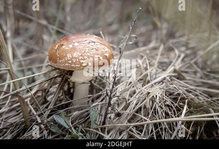 Champignons toxiques agaric fly dans une clairière. Banque D'Images