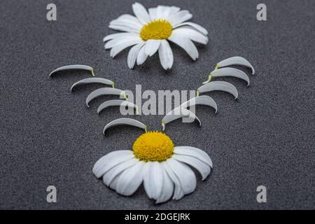 Fleur de Marguerite avec feuilles. Pâquerettes fleuries. Marguerite Oxeye, Leucanthemum vulgare, pâquerettes, Marguerite commune, Marguerite de chien, Marguerite lunaire. Banque D'Images