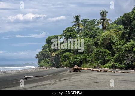 Plage avec palmiers dans le parc national du Corcovado Banque D'Images