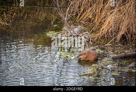 Rat musqué (ondatra zibethicus) manger de la végétation dans les terres humides habitat du ruisseau, Castle Rock Colorado USA. Photo prise en décembre. Banque D'Images