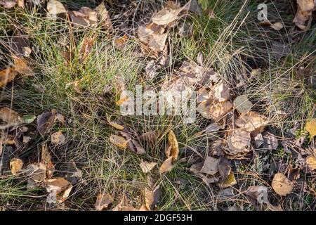 Feuilles mortes entre le dépérissement de l'herbe Banque D'Images