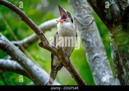 Rire Kookaburra (Dacelo novaeguineae) perché sur une branche d'arbre. Queensland Australie. Banque D'Images