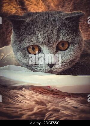 Le British Shorthair est un chat de race avec fourrure gris bleu Banque D'Images