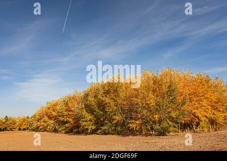 Feuillage d'automne jaune sur les couronnes d'arbres en forêt Banque D'Images